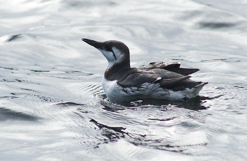 Lomvi - Common guillemot (Uria aalge).jpg